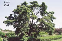 Amur Cork in summer