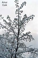 Amur Cork in winter