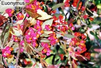 Euonymus