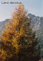 Larix decidua