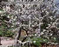 Prunus americana