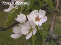 Pyrus (Blossoms)