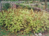 Sorbaria sorbifolia