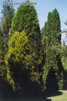 Thuja occidentalis