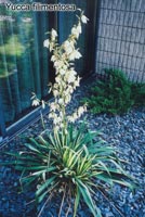 Yucca filimentosa